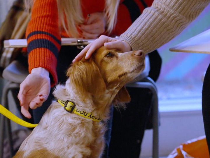 Wildlife Drawing- Therapy Dogs
