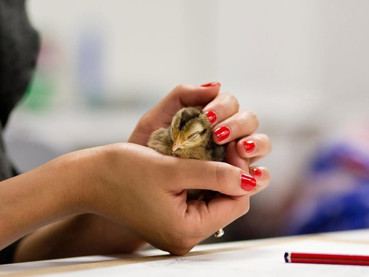 Wildlife drawing - chicks and ducklings.